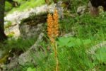 2014-07-05_Laengental-N-Hochweg (422). JPG